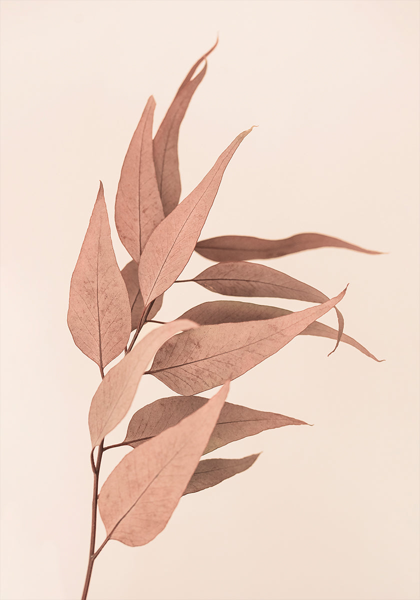 Gedroogde eucalyptus