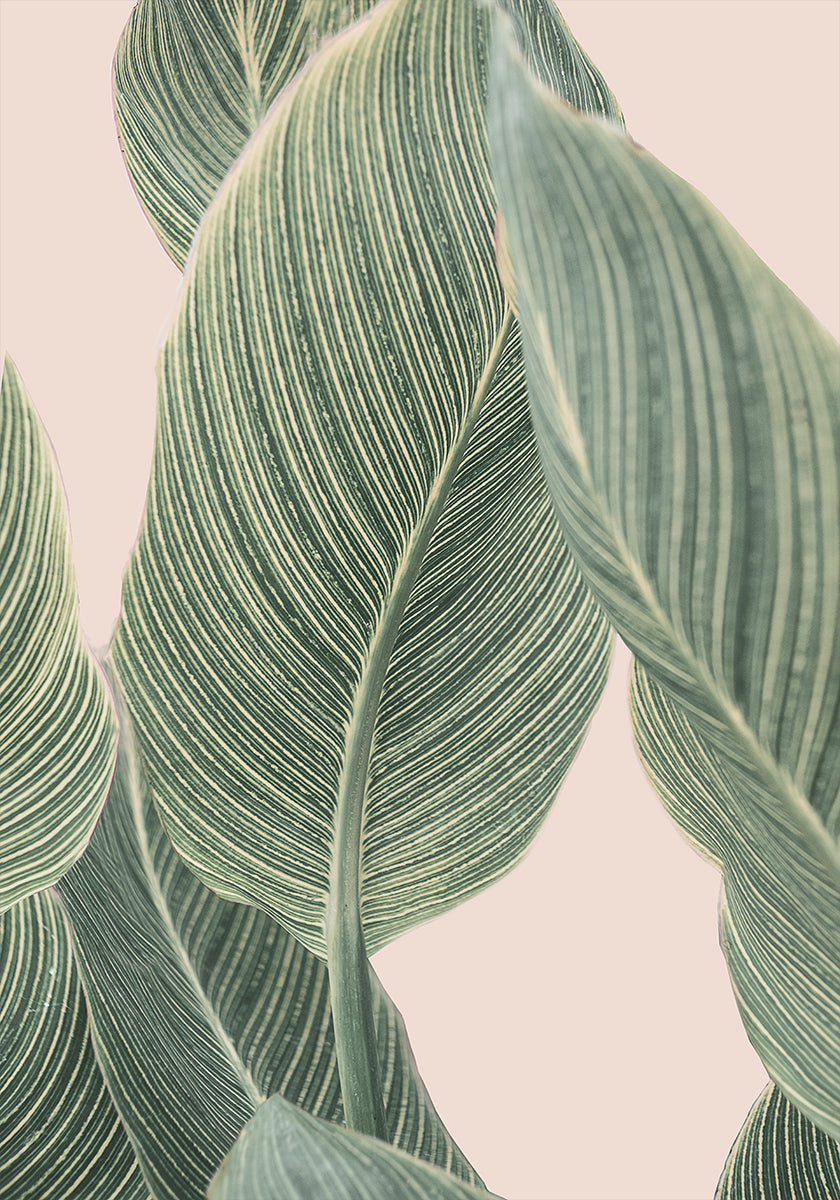 Calla blad