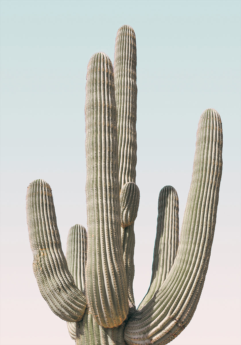 Saguaro-poster