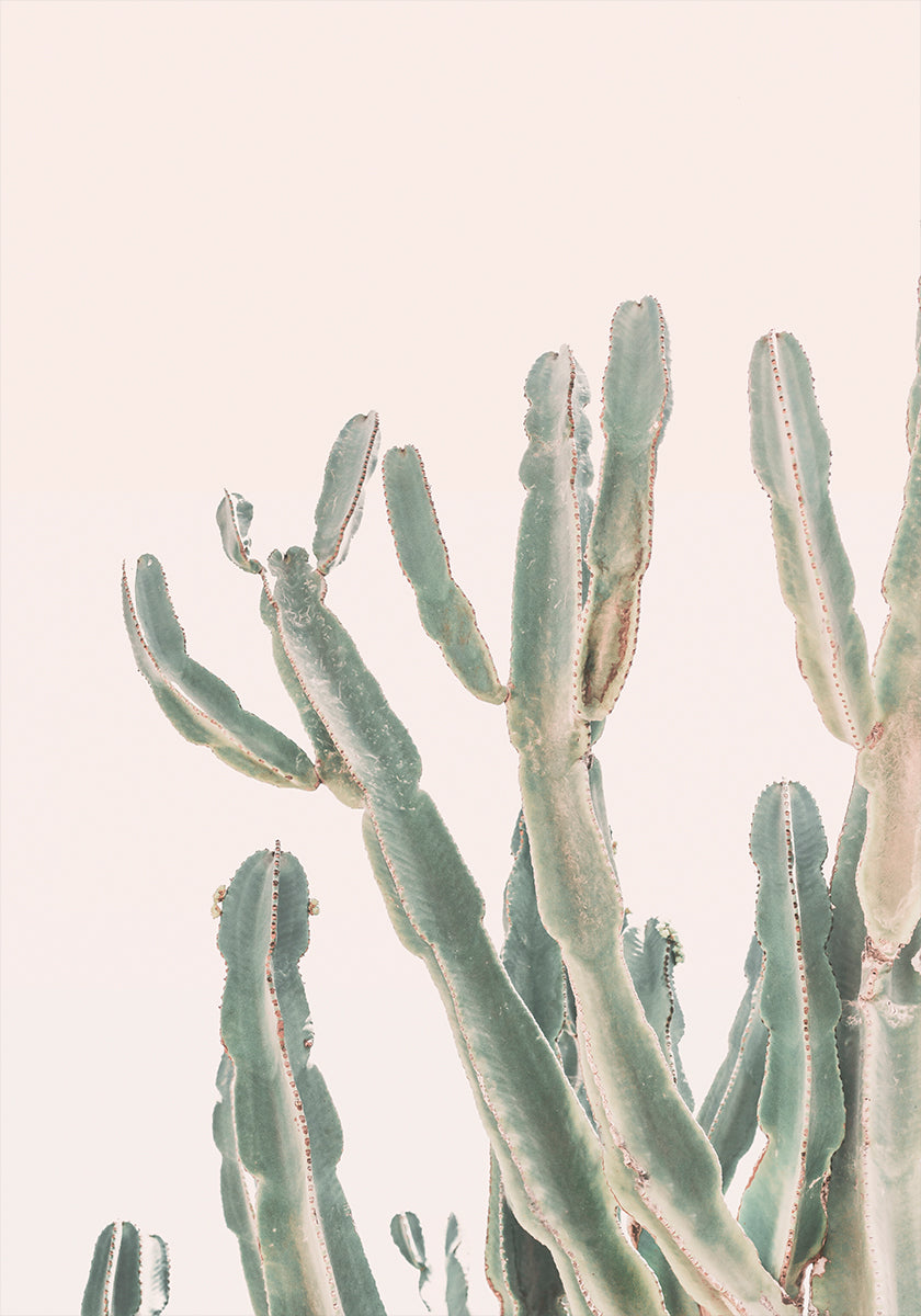 Zonsopgangcactus