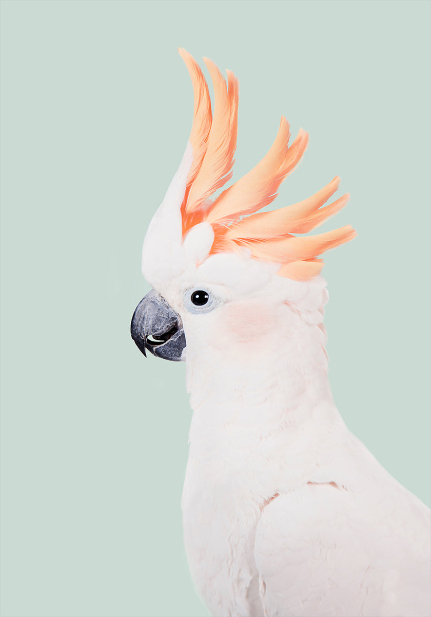 Kaketoe-poster