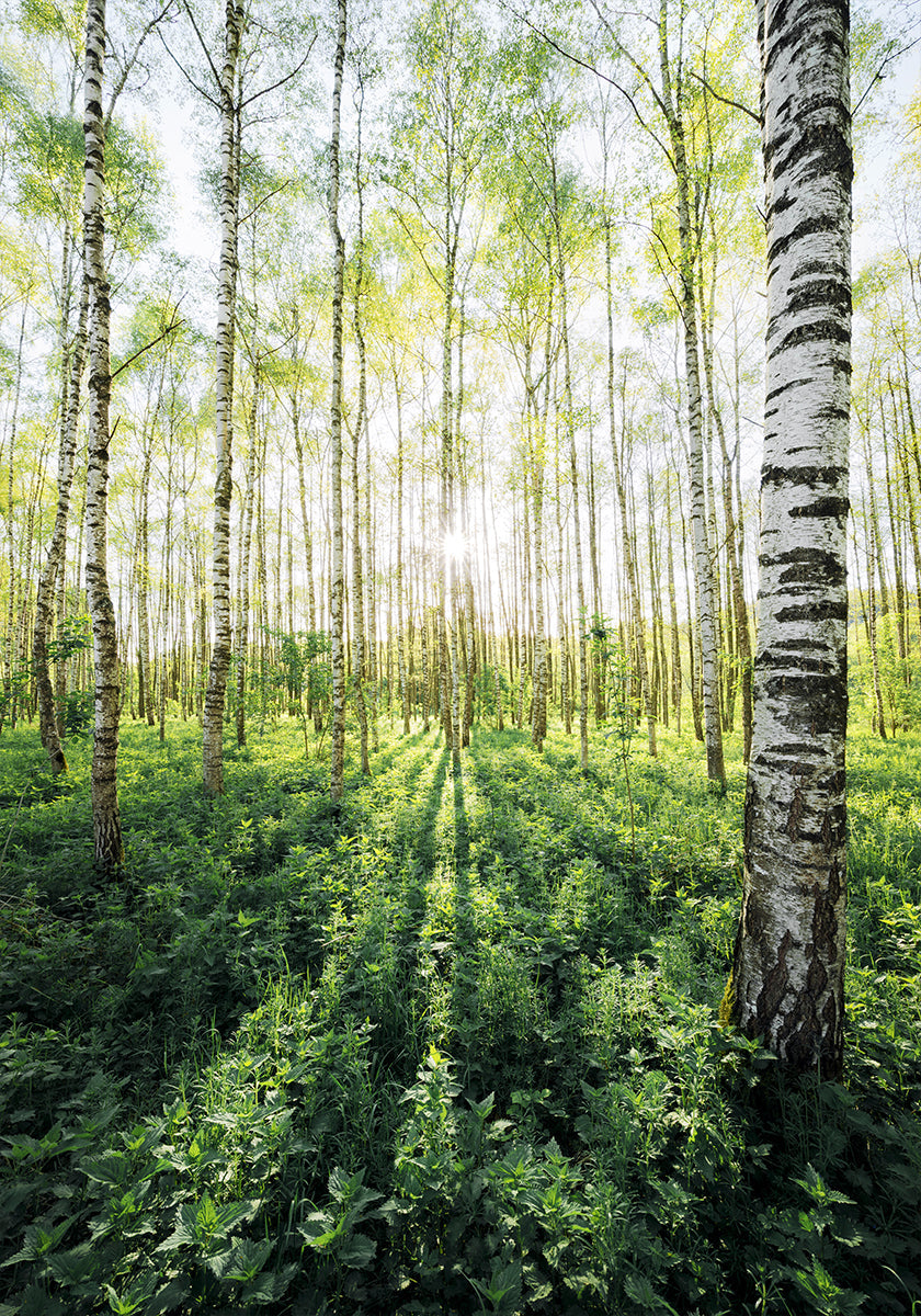 Birch Grove verticaal