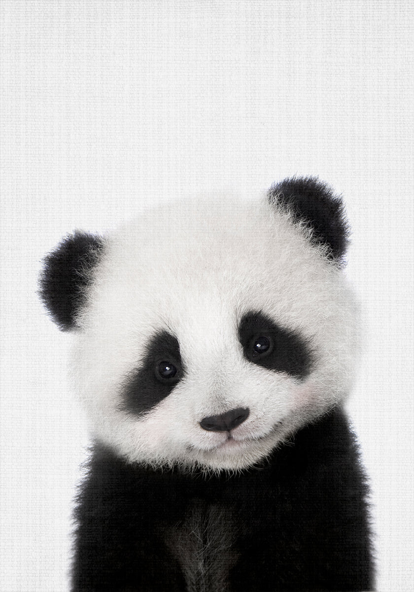 Kiekeboe babypanda