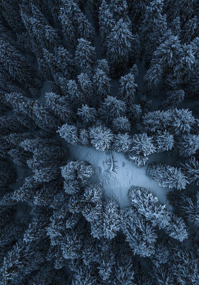 Textuur van de bosaffiche