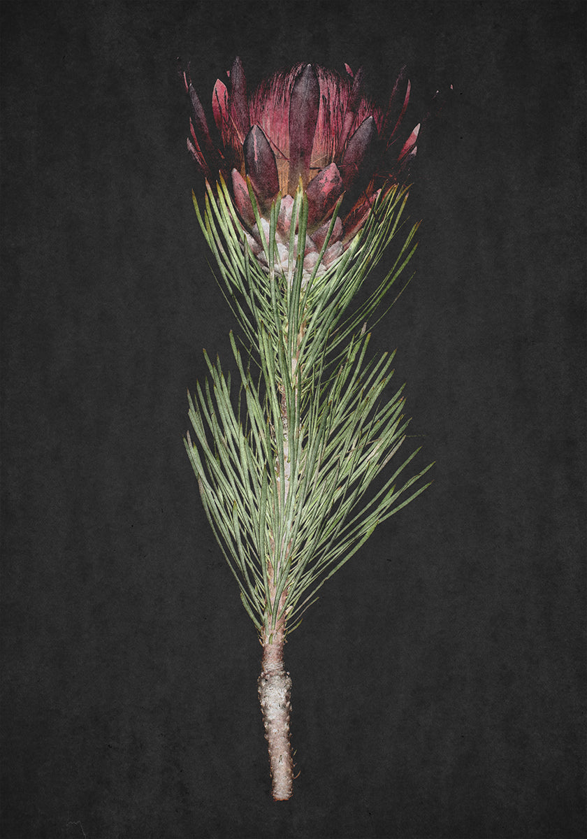 Protea sereniteit poster