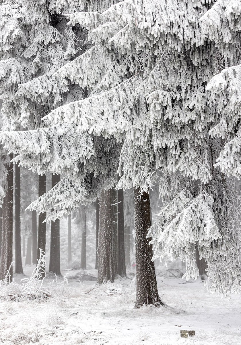 Winterbos 2