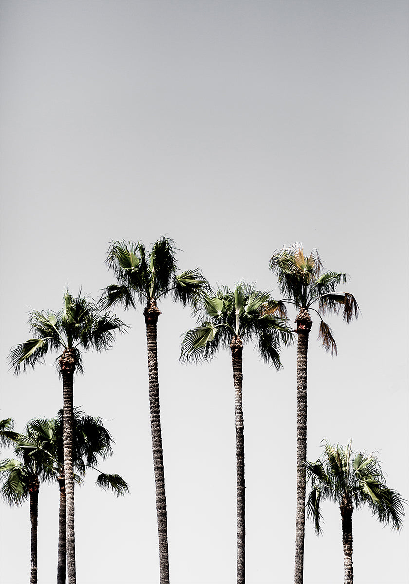 Palmbomen 5 Poster