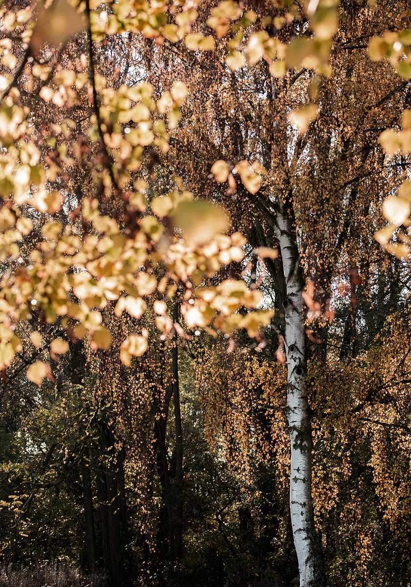 Herfst Berkenboom