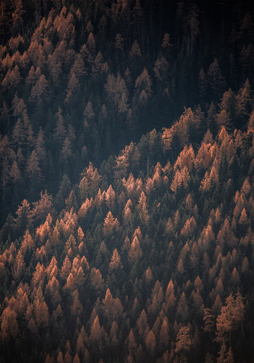 Herfstbos 2