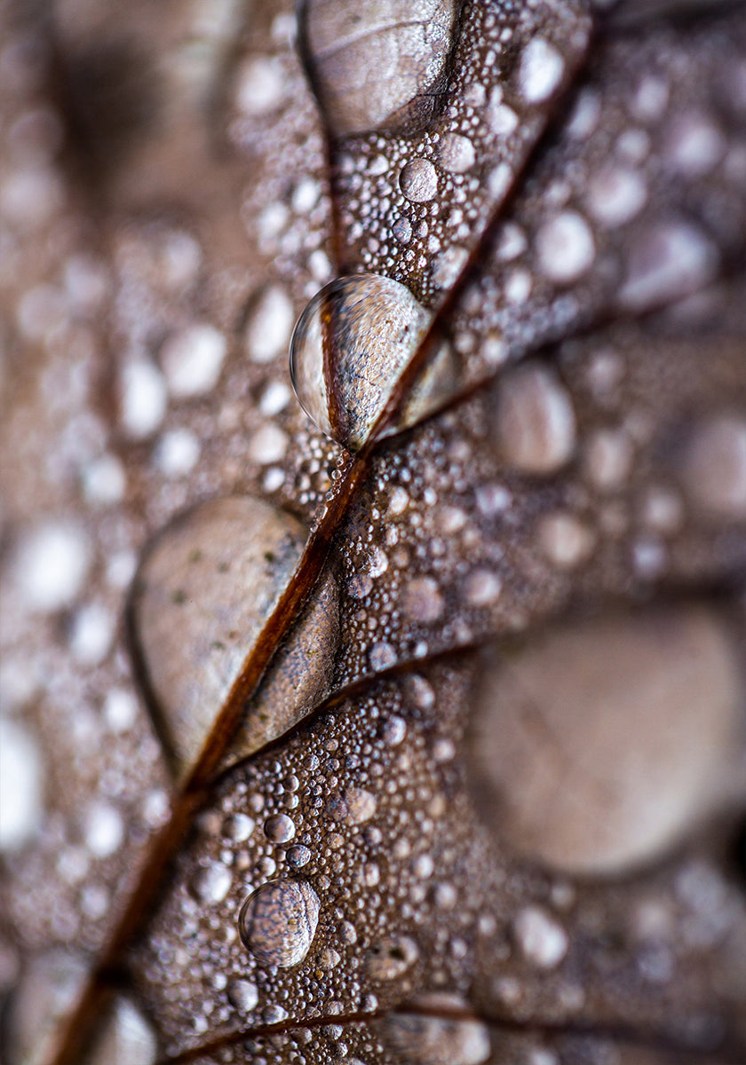 Herfst Regen