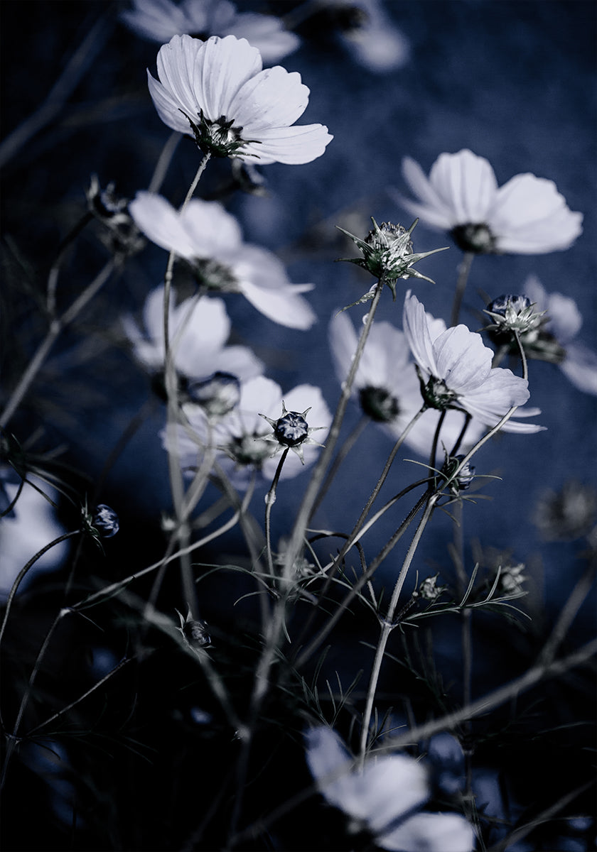 Wilde bloemen 10