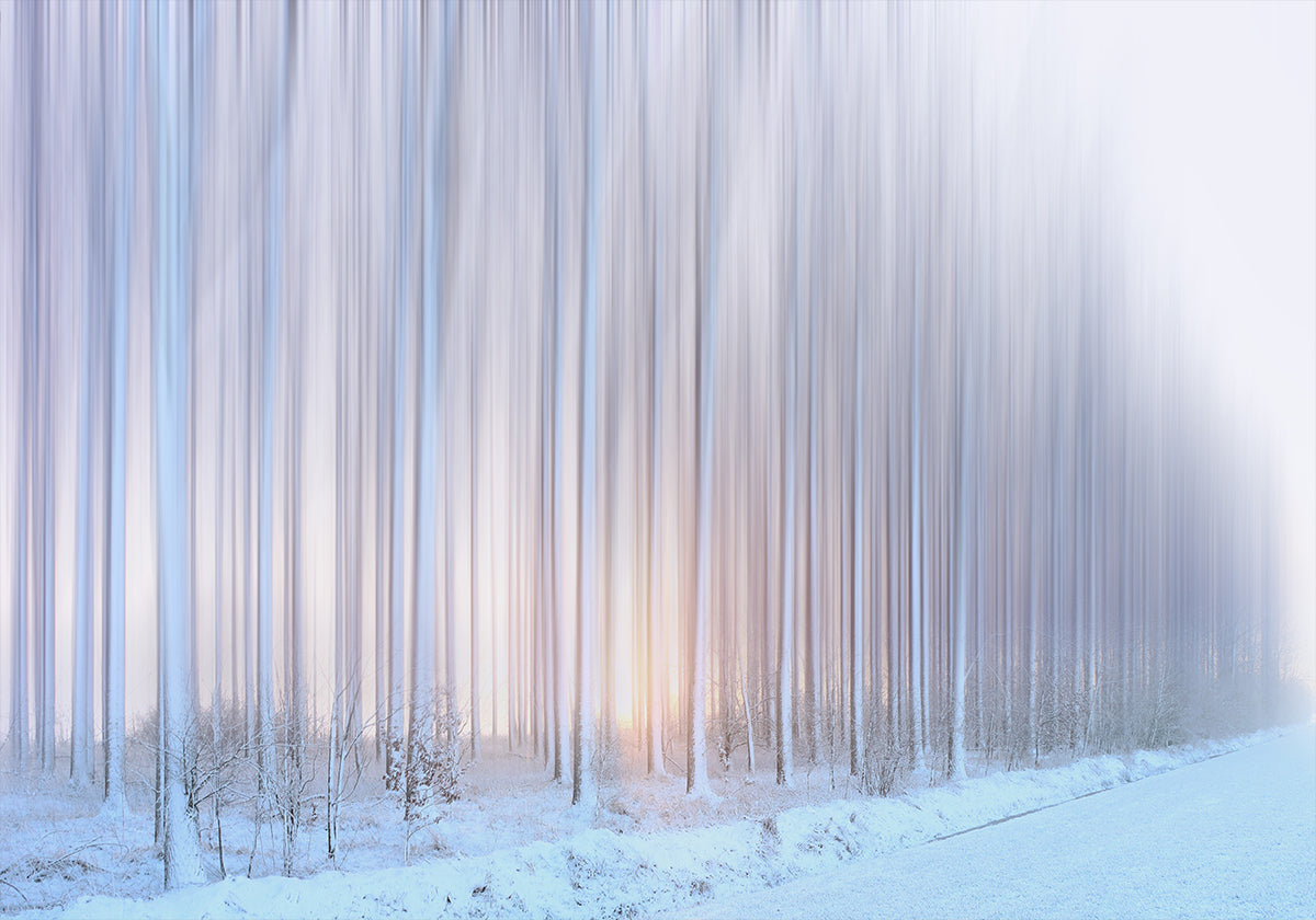 een gordijn van bomenposter