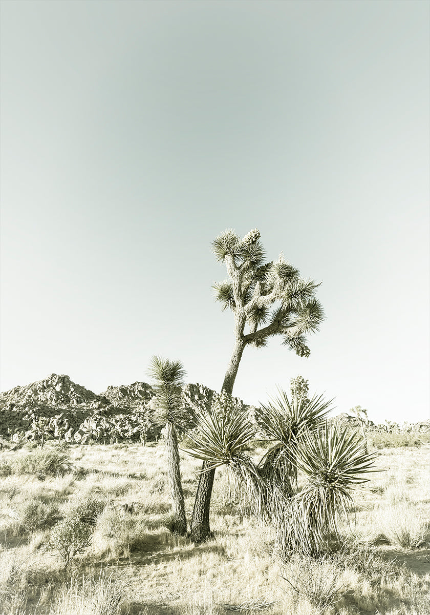 Joshua Tree Nationaal Park Vintage indruk poster