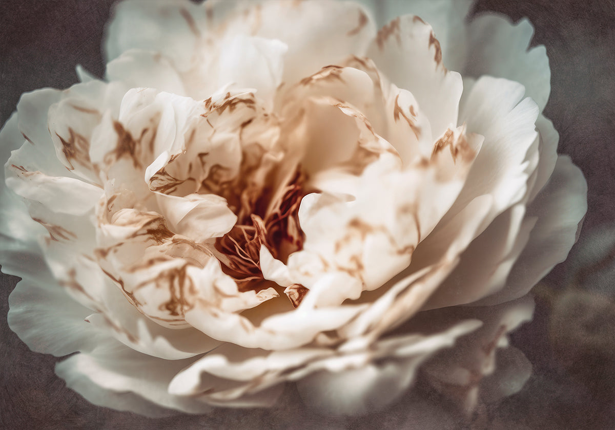 Bloemblaadjes van sereniteit