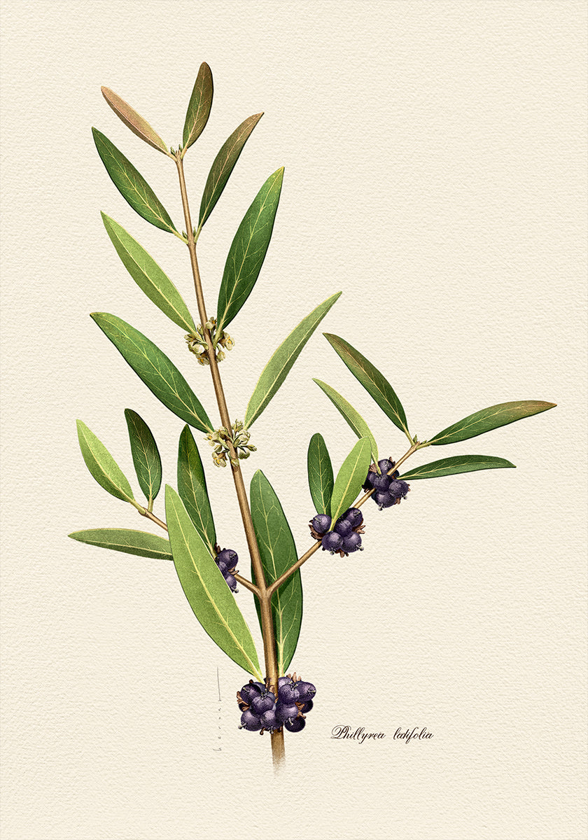 Plantkunde Phillyrea Latifolia Poster