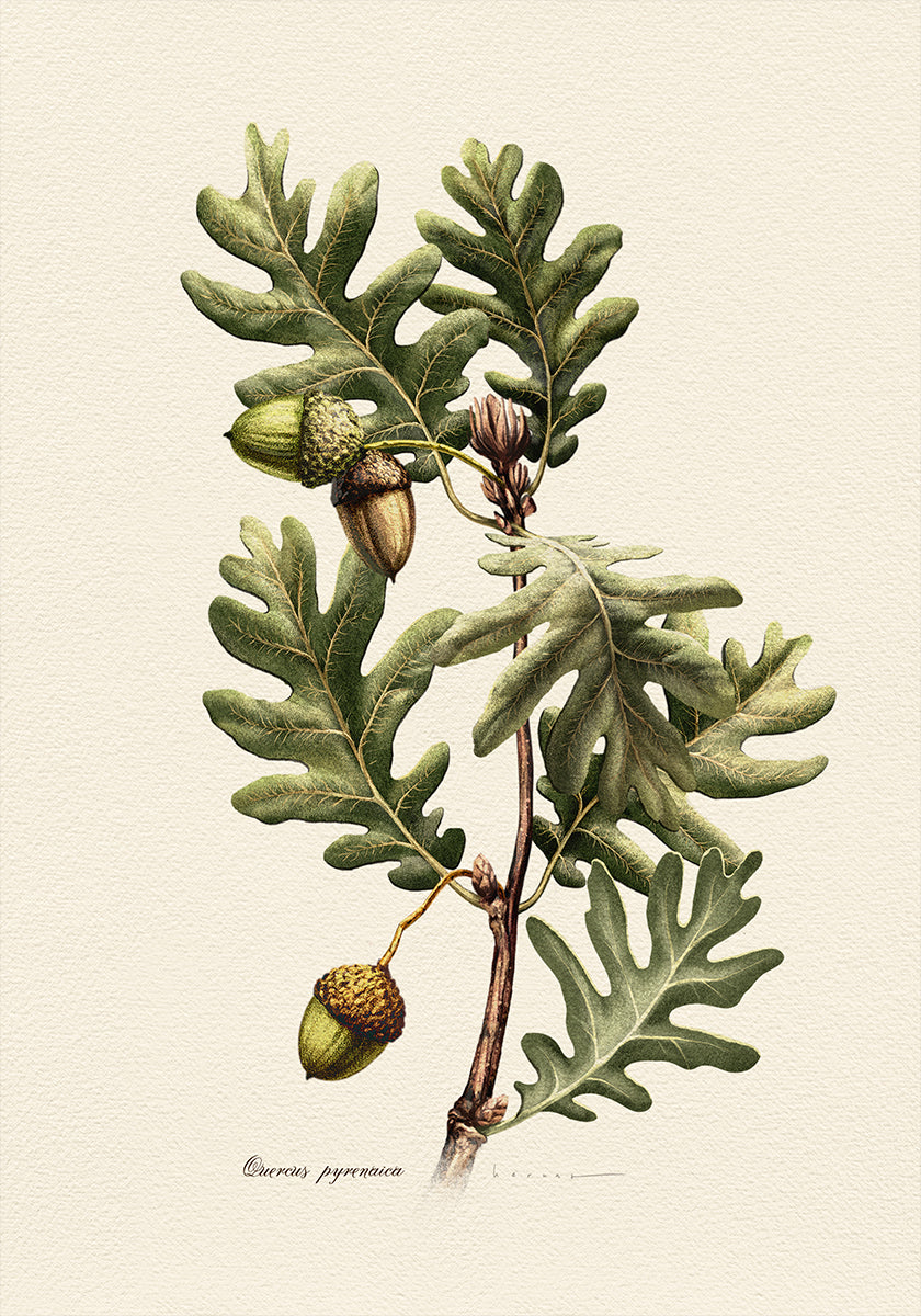 Plantkunde Quercus Pyrenaica Poster