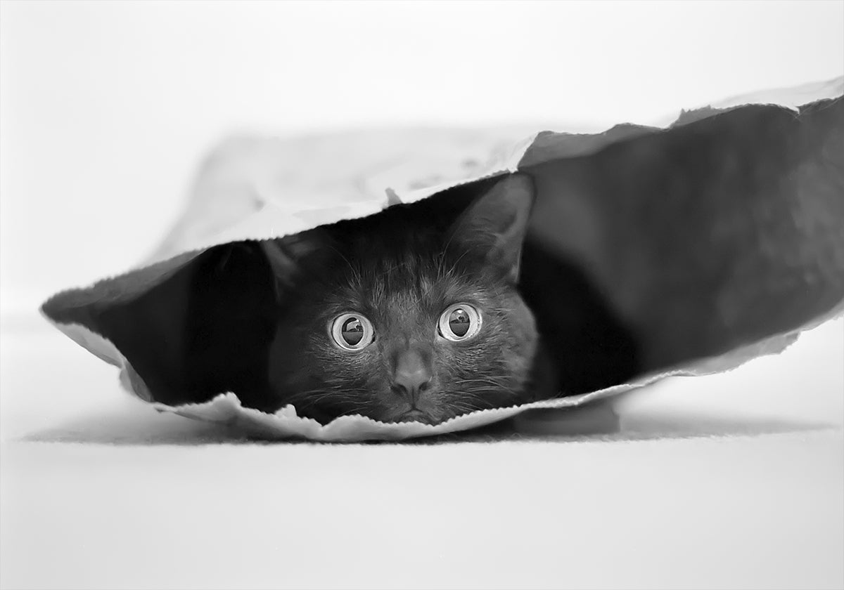 Kat in een zakposter