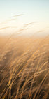 Golden Prairie Grass (NEW) - Posterbox