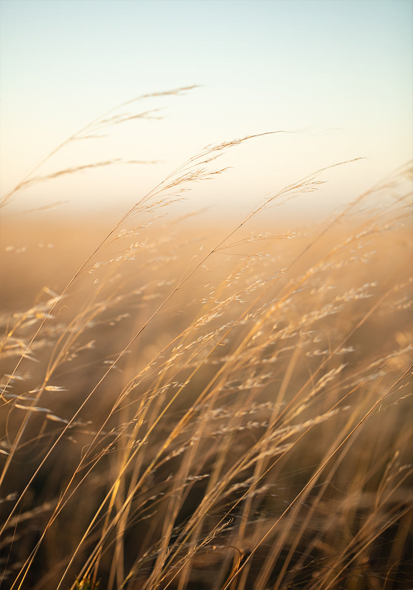 Golden Prairie Grass (NEW) - Posterbox