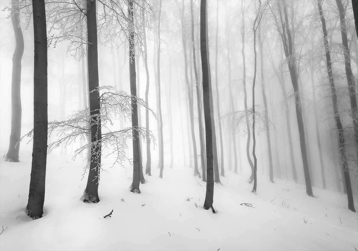 Stilte van het bos Poster