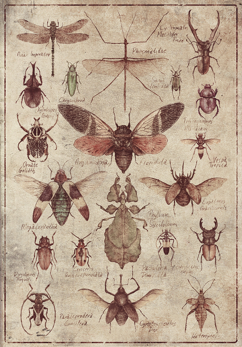 Vintage-stijl insectenposter
