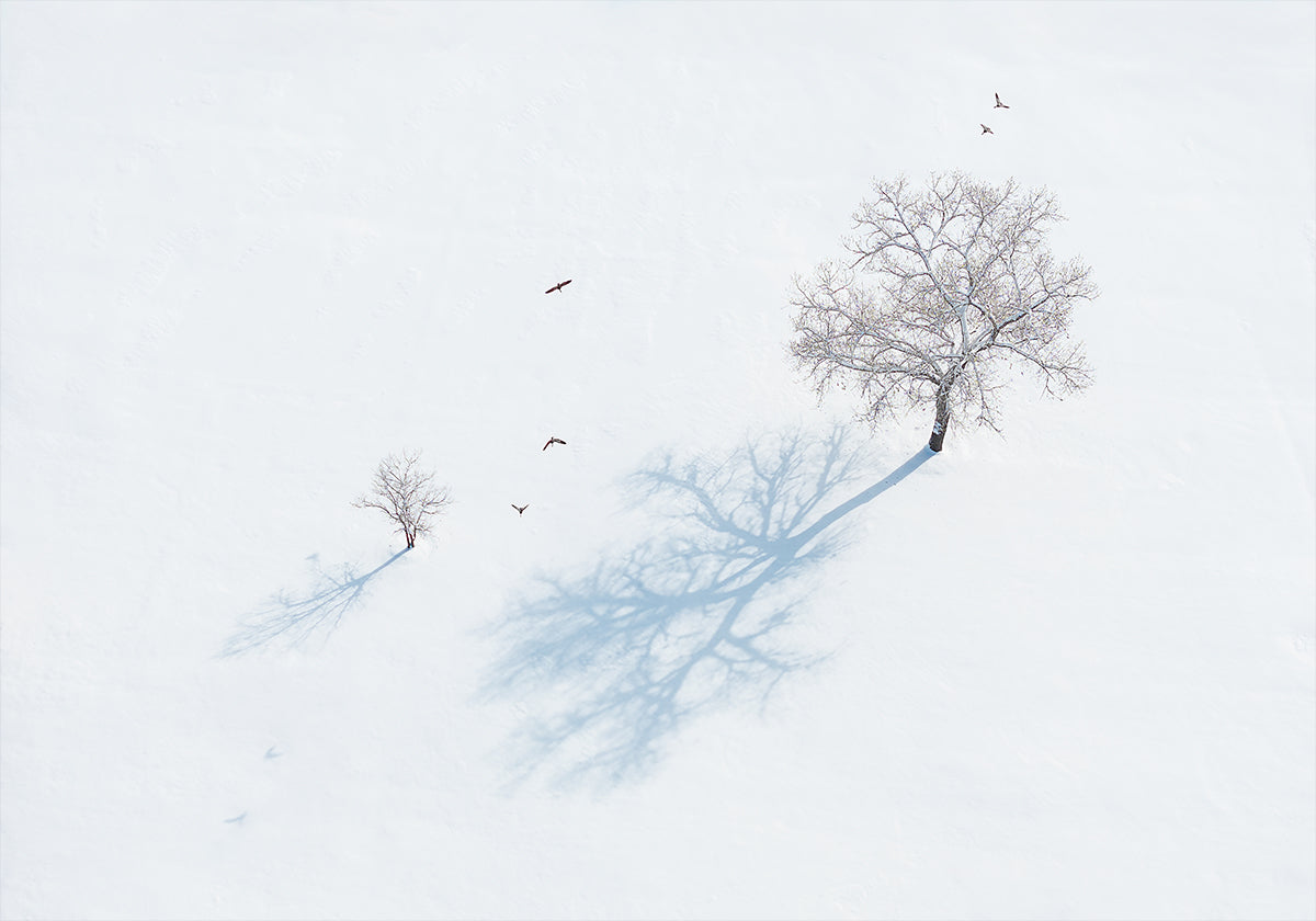 Schaduwen van bomen en vogels poster