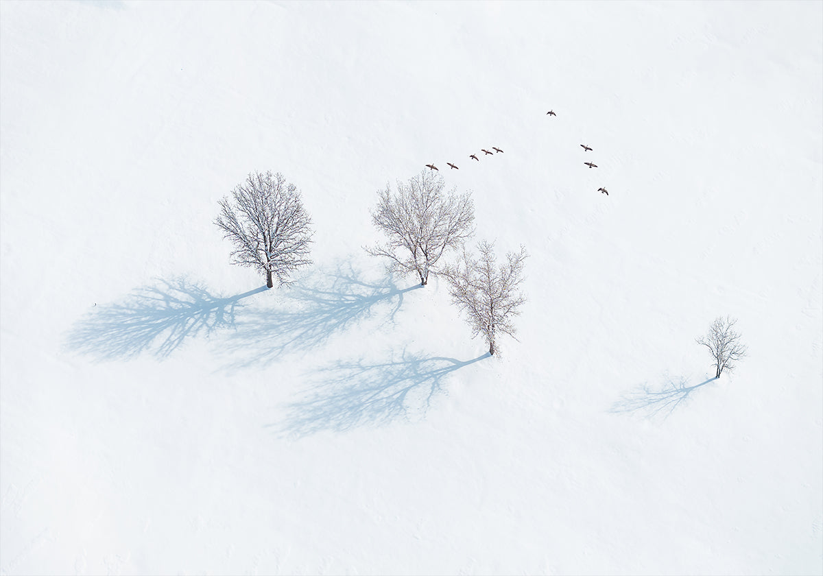 Bomen en vogels poster