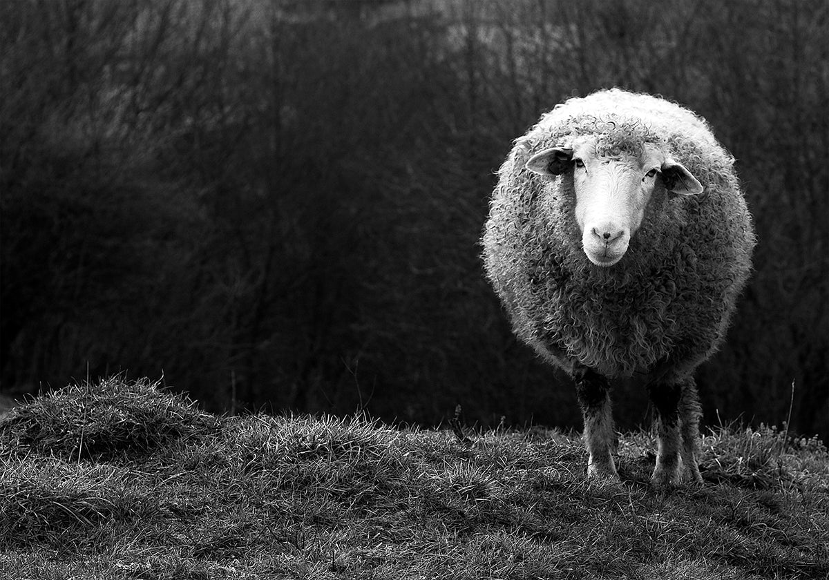 Benieuwd schapen