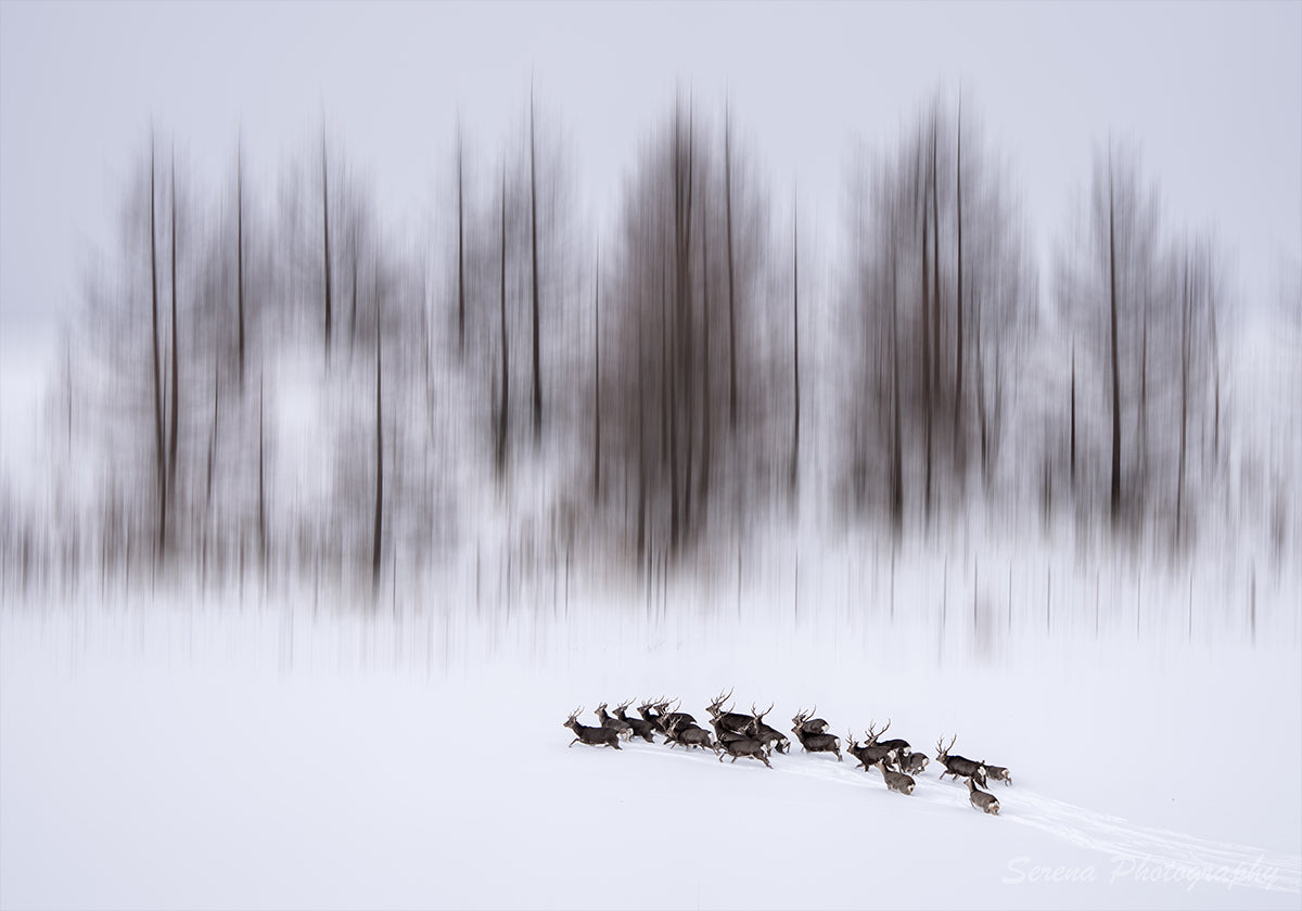 Winter in Hokkaido-poster