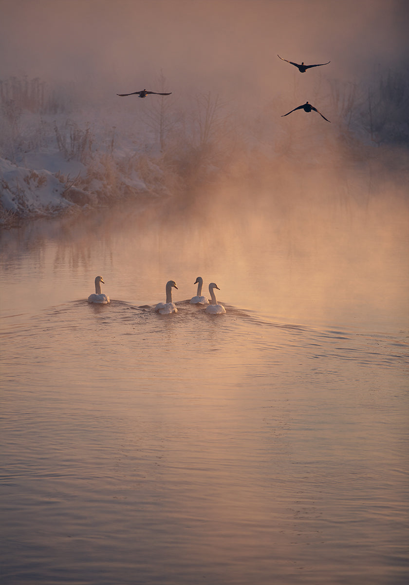 Waar de mist de poster niet bereikte