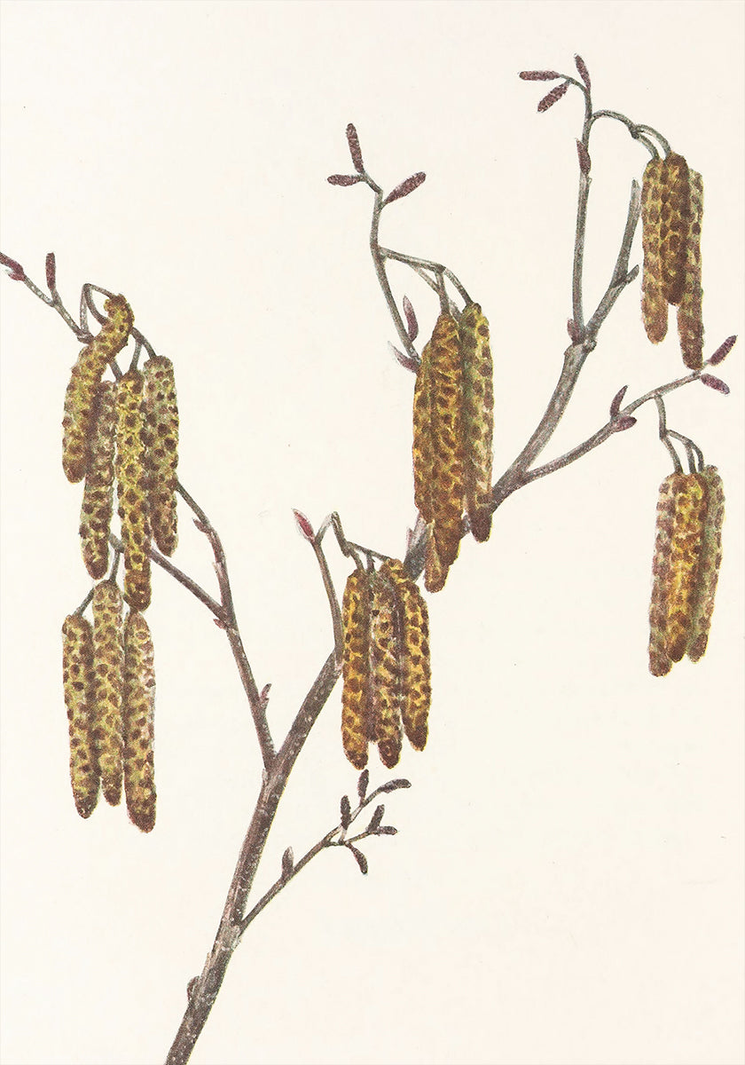 Hazel Els (alnus Regosa) van Noord-Amerikaanse wilde bloemen (1925) door Mary Vaux Walcott. Affiche