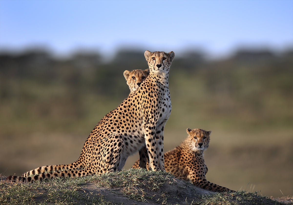 Cheeta's familie poster