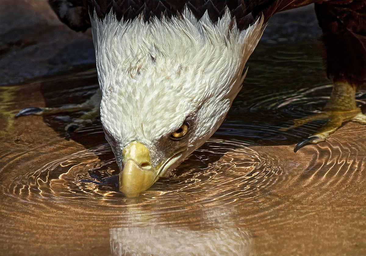 Koel drankje op een warme dag-poster