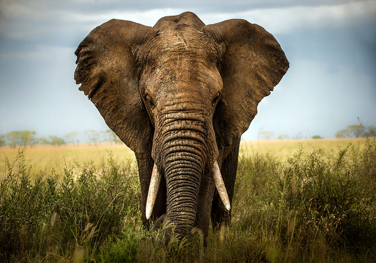 Ontmoetingen in de Serengeti