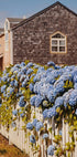 Cannon Beach Hydrangeas (NEW) - Posterbox