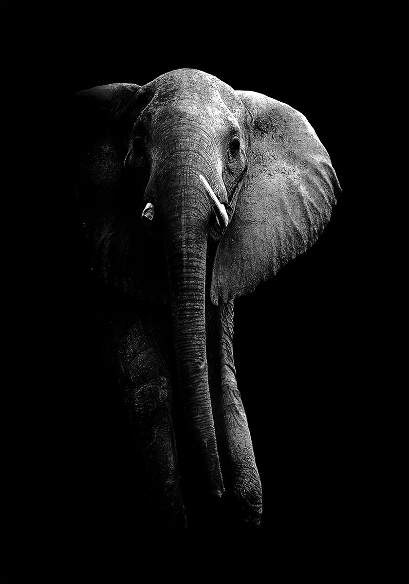 Olifant!