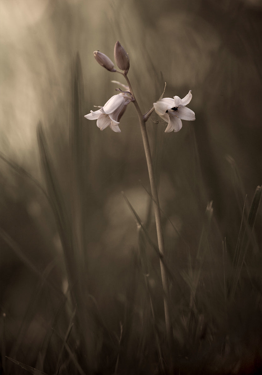 Een kleine bloem op de grond Poster