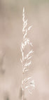 Dried Nature Delights Plakat - Posterbox.no