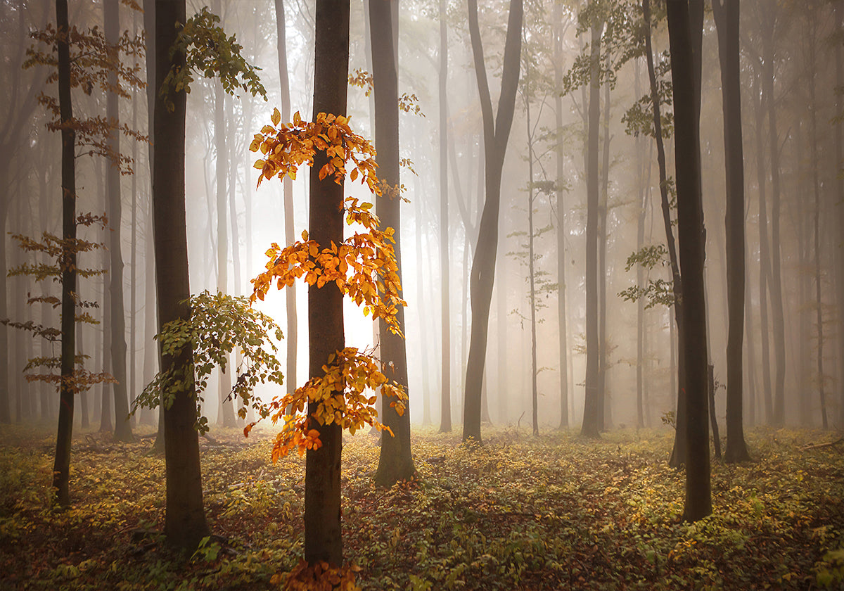 In novemberlicht