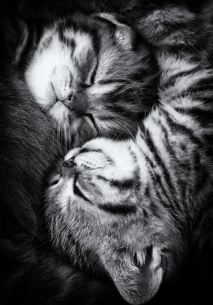 Yin en Yang