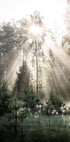 Sunrays in The Woods Sunshine Forest Plakat - Posterbox.no