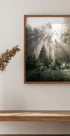 Sunrays in The Woods Sunshine Forest Plakat - Posterbox.no