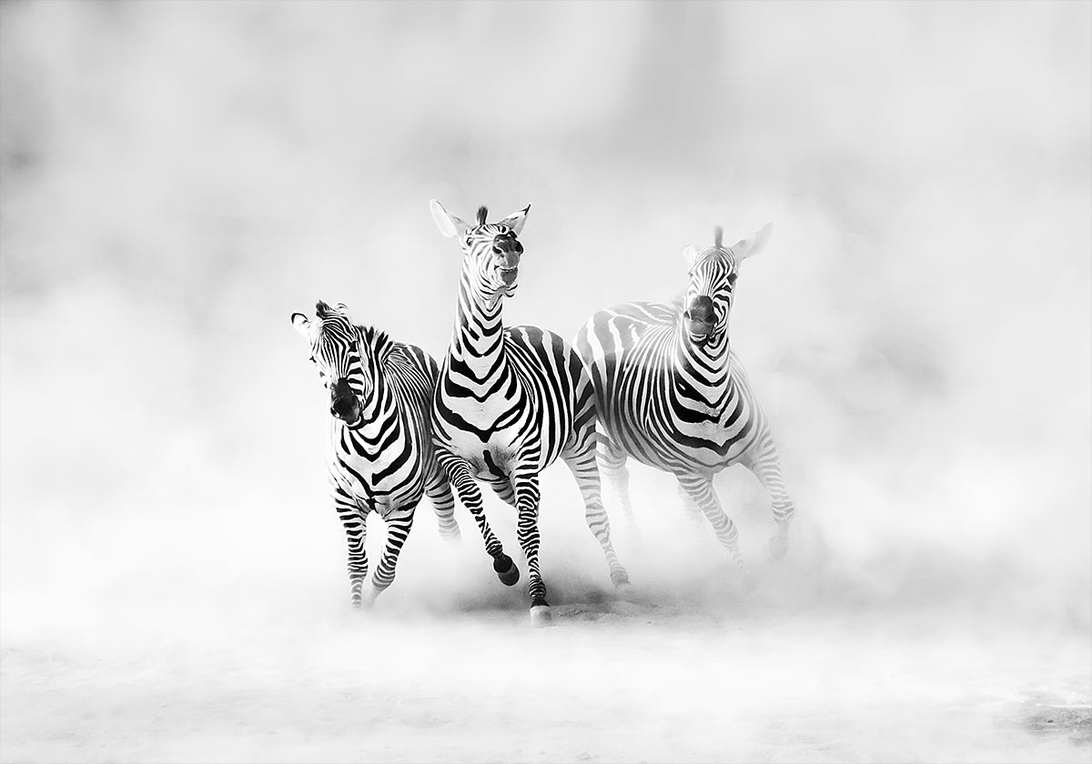 ZEBRA'S