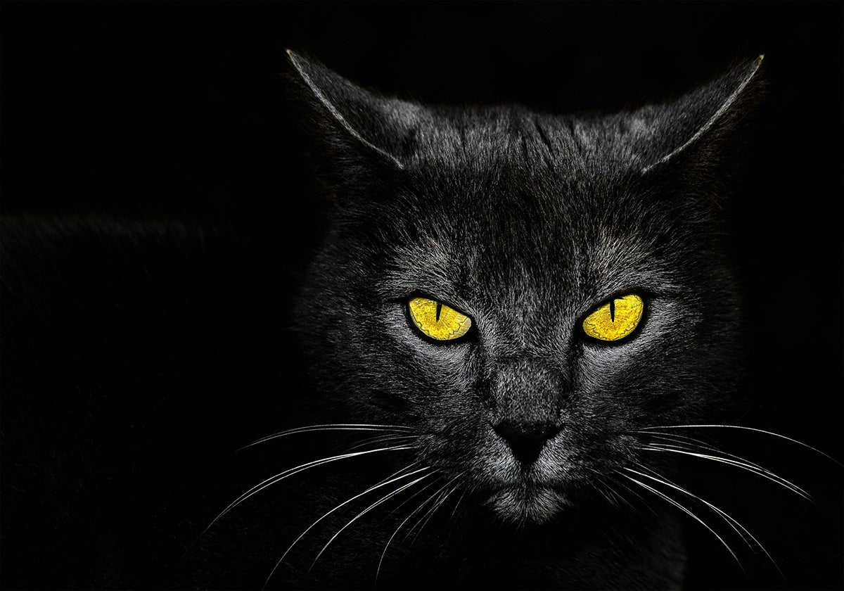 Zwarte kat-poster