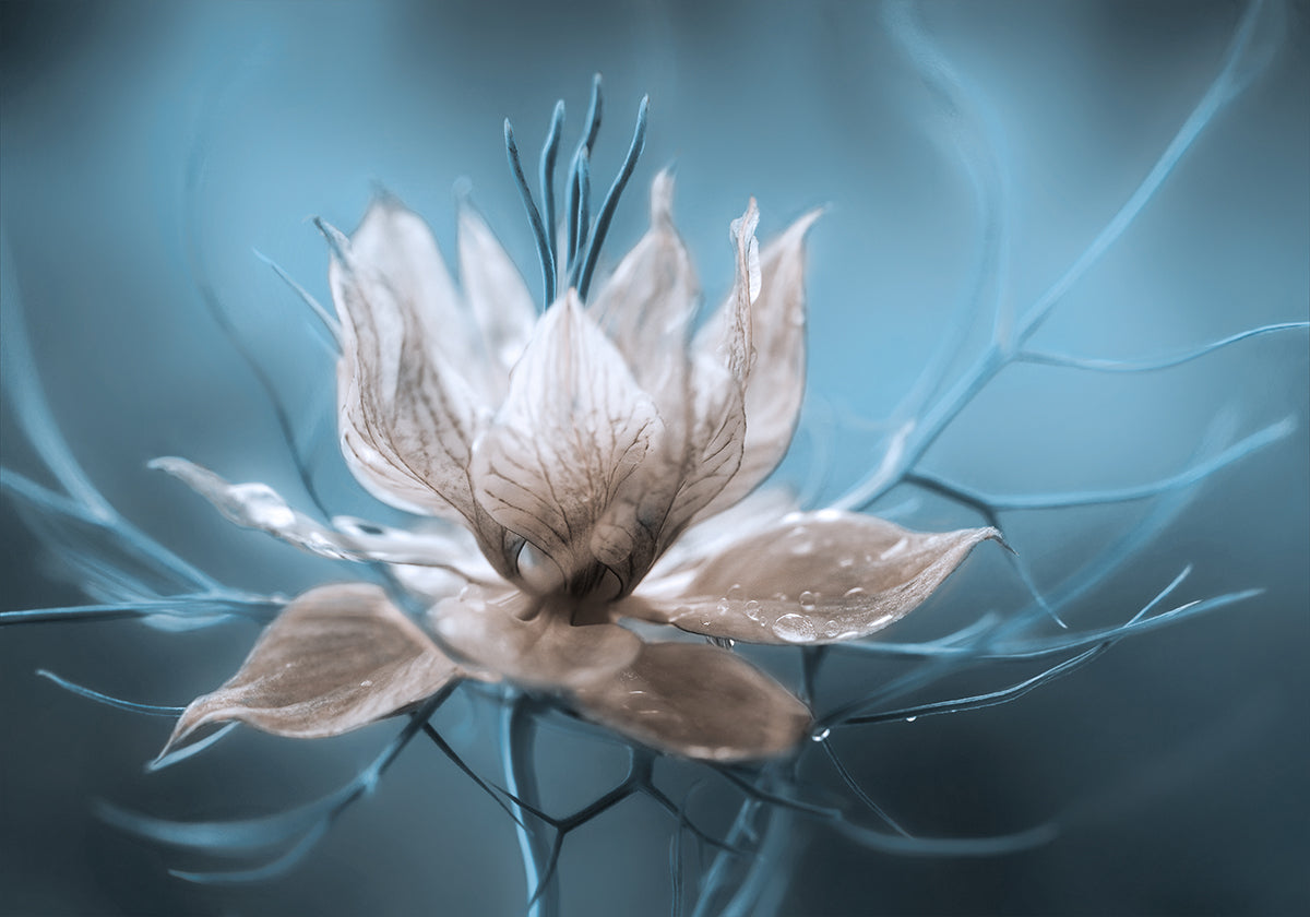 *Nigella*-poster