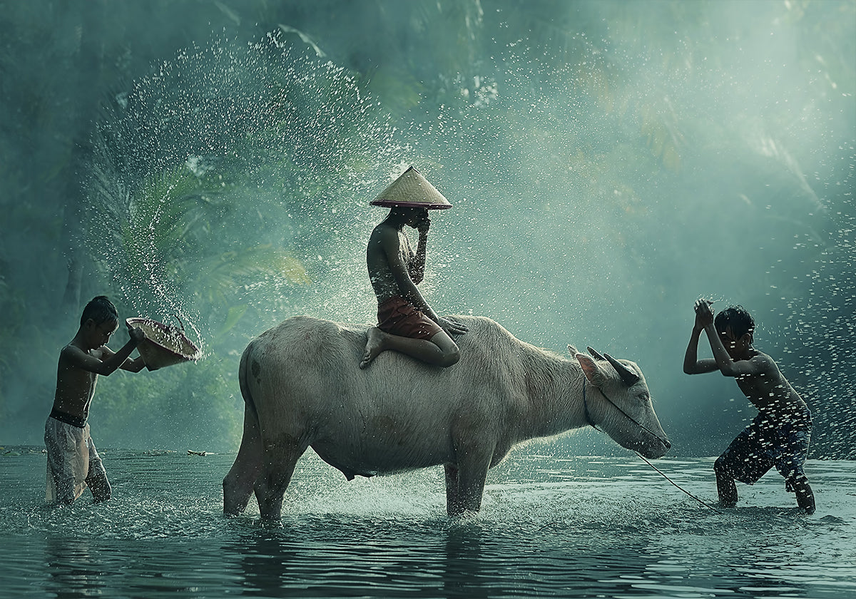 Waterbuffel