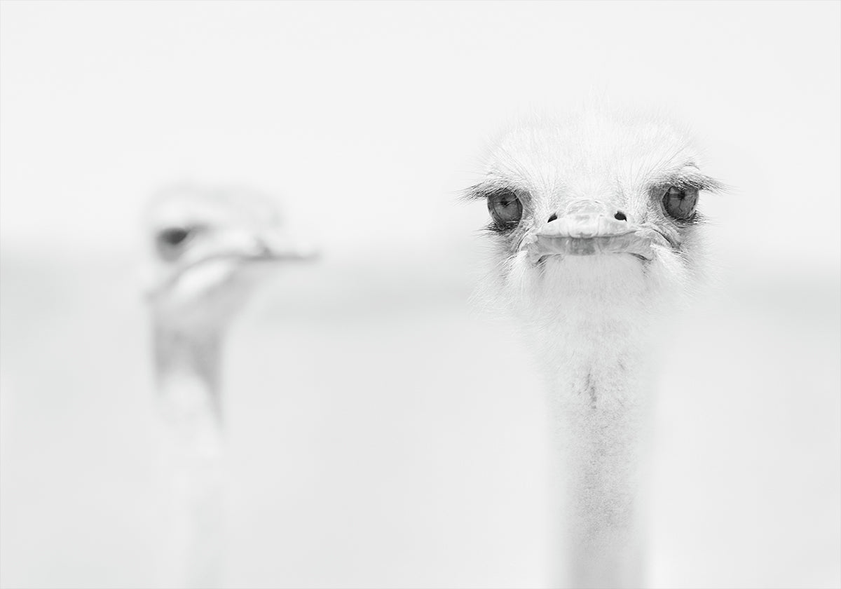 Grappige struisvogel
