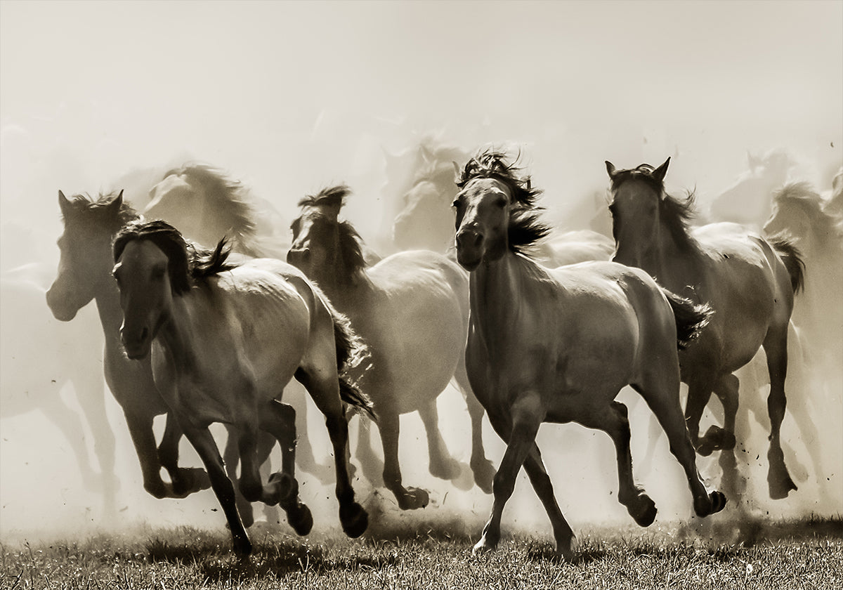 Paard