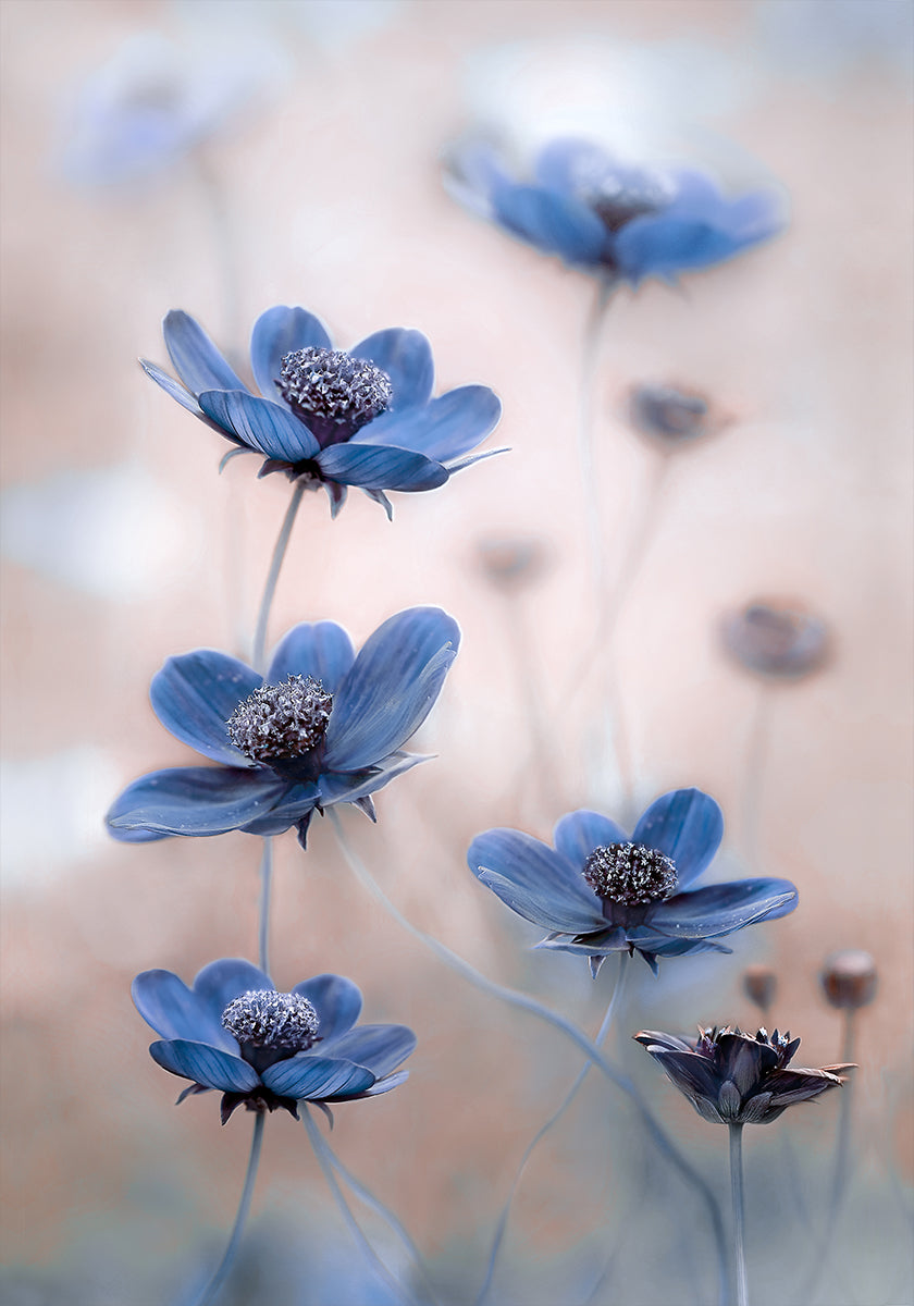 Kosmos blauw