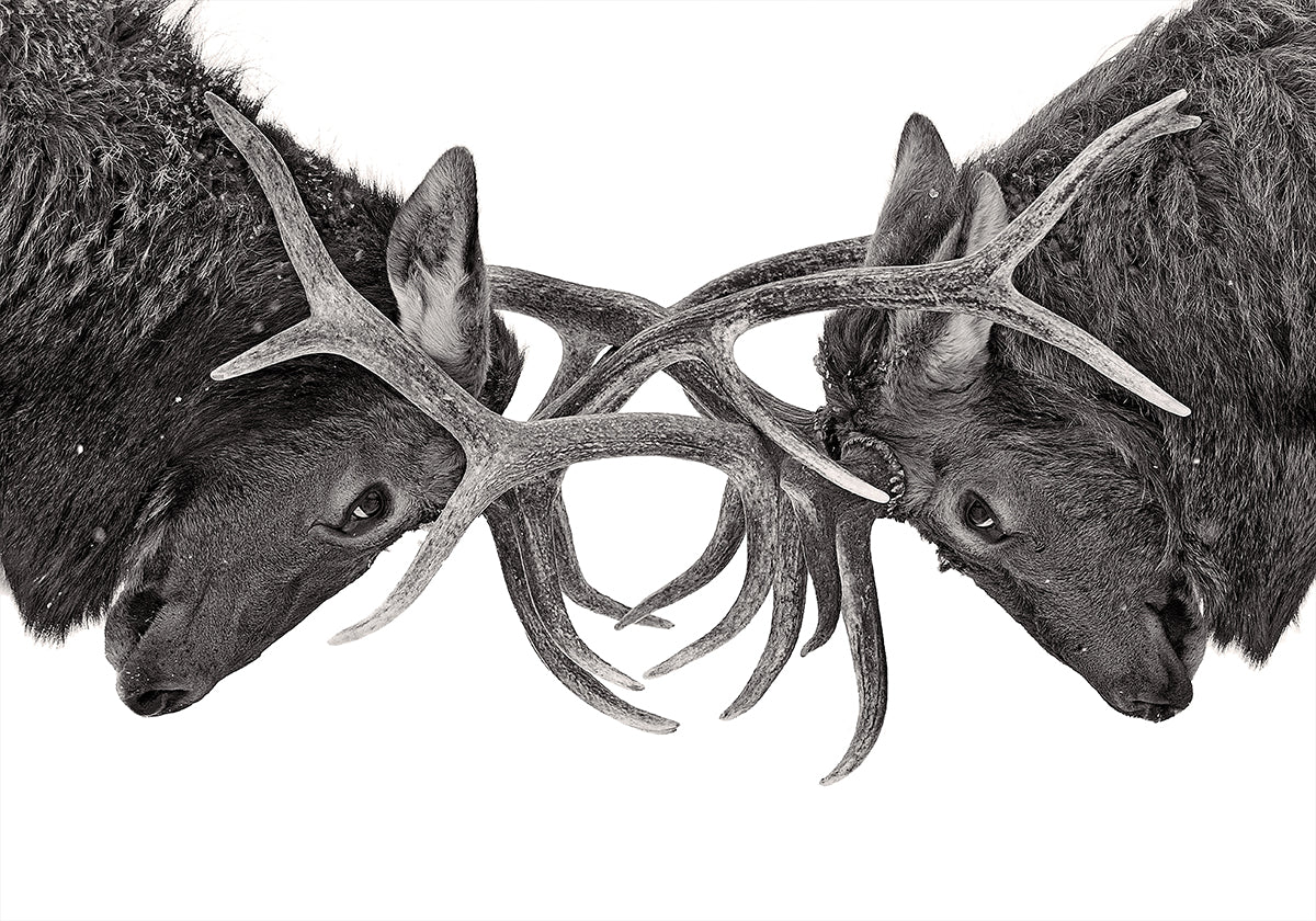 Oog in oog - Poster met elandengevecht